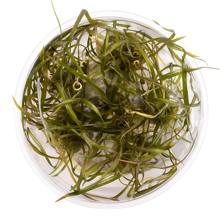 Cryptocoryne Crispatula Tonkinensis