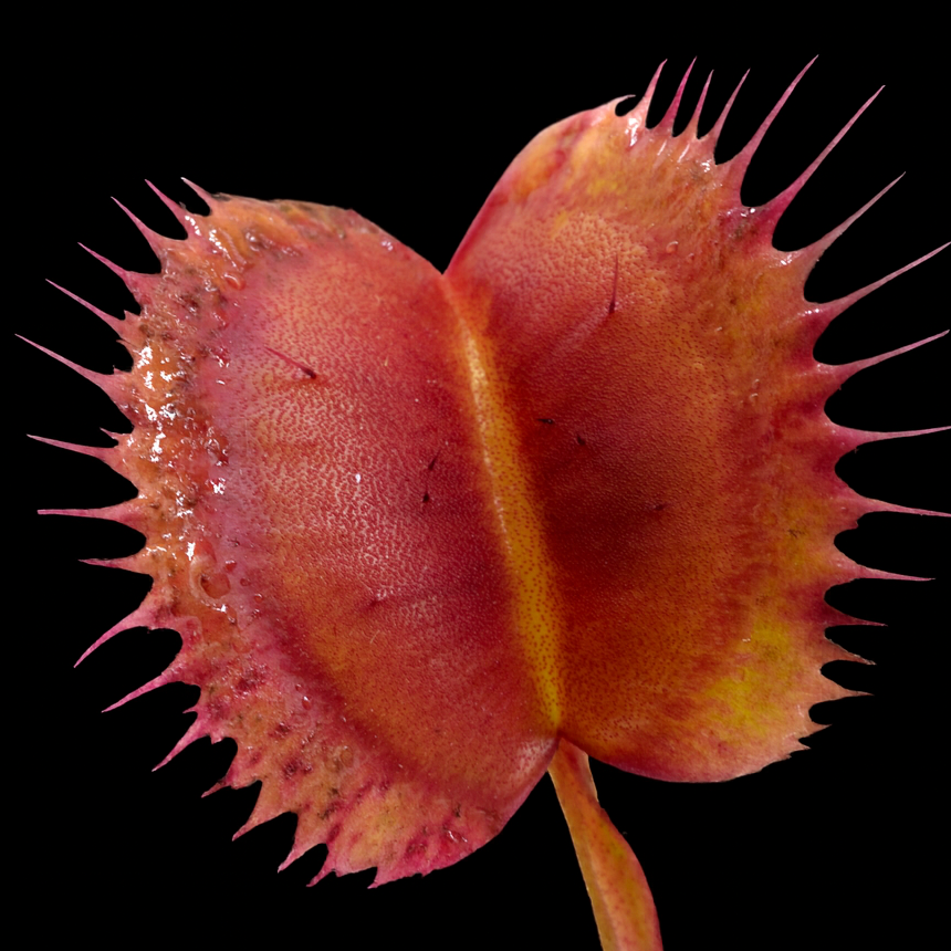 Close-up of a  sonic Venus flytrap on a black background