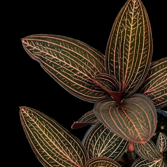 Ludisia discolor ‘Spiderman’ Hand holding a small potted plant with intricate leaf patterns against a black background