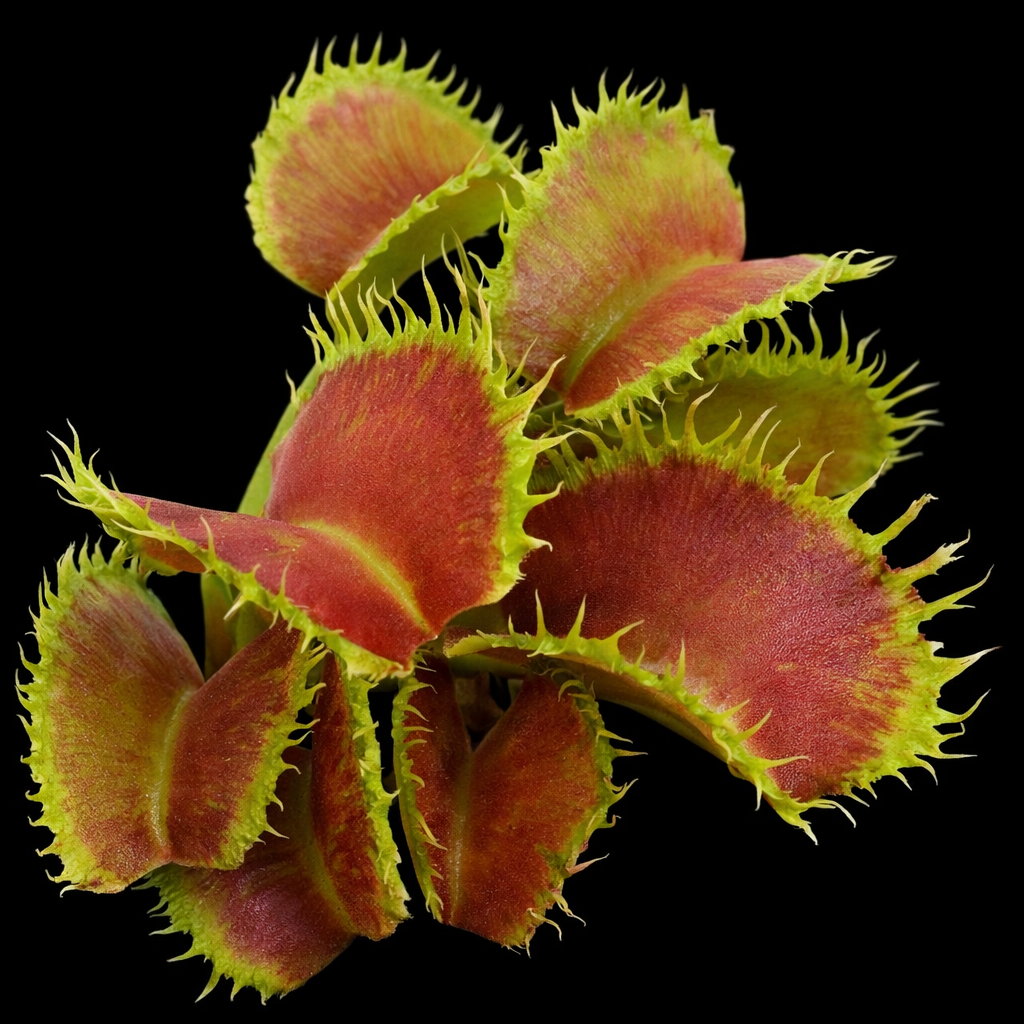 Dionaea muscipula 'Fuego Radioactivo' (Venus Flytrap)