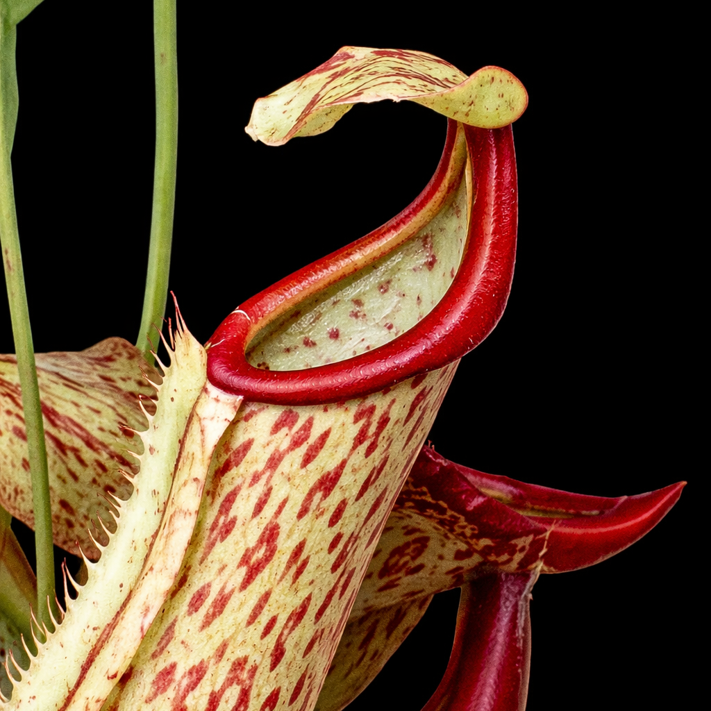 Close-up of a carnivorous pitcher plant with red and white spotted leaves on a black background.