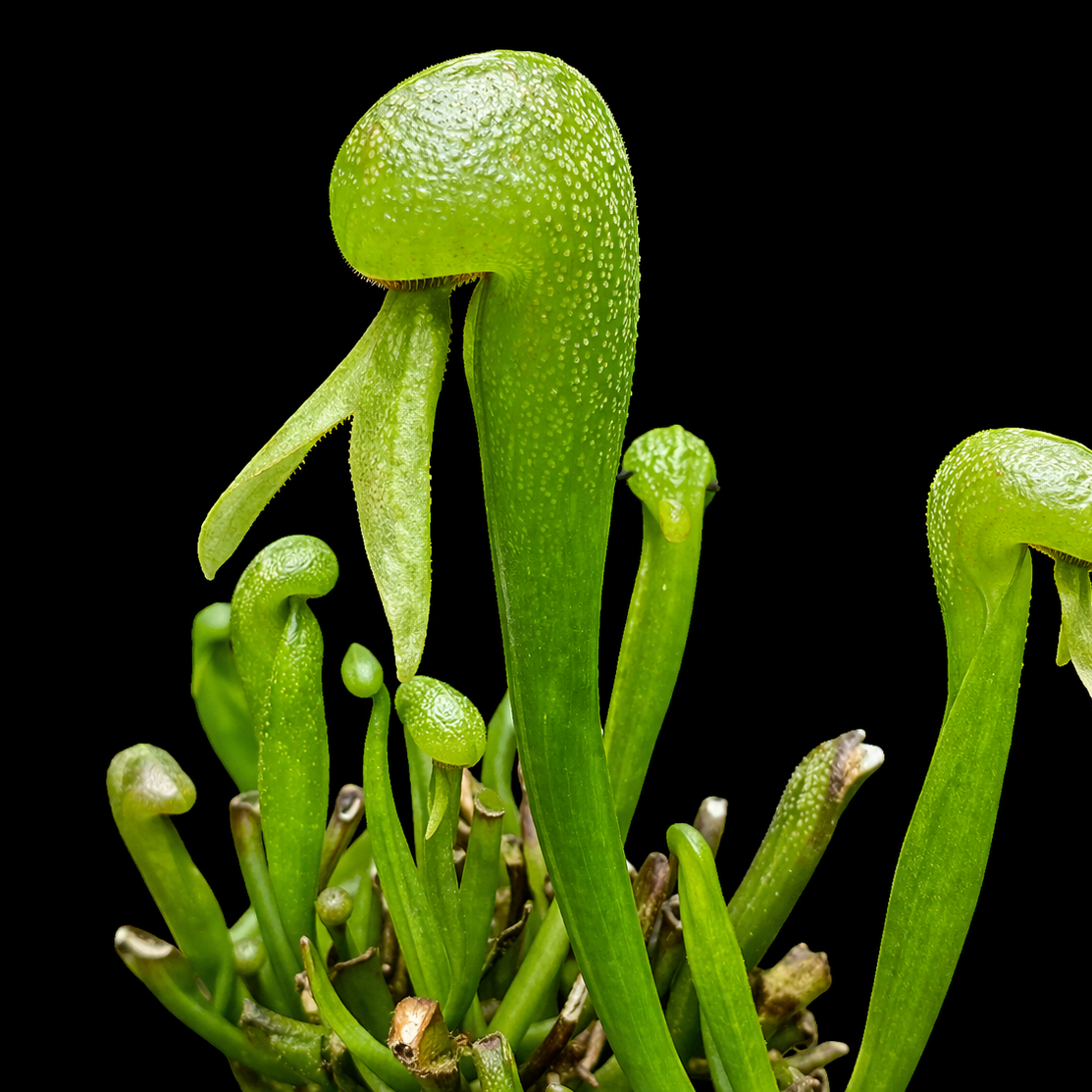Darlingtonia Californica (Cobra Lily)