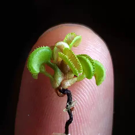 Dionaea muscipula 'Cudo' (Mini Venus Flytrap)
