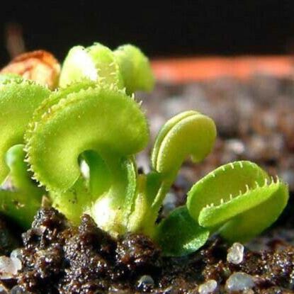 Dionaea muscipula 'Cudo' (Mini Venus Flytrap) – 1 Plant in Grow Cup