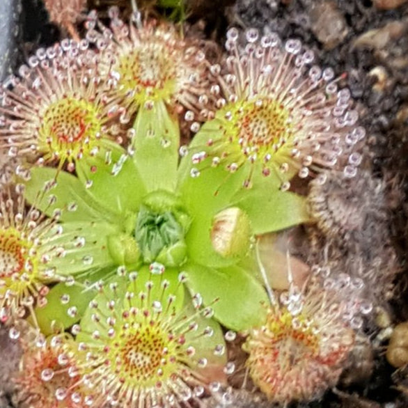 Drosera pulchella Red Flower (Pretty Sundew)