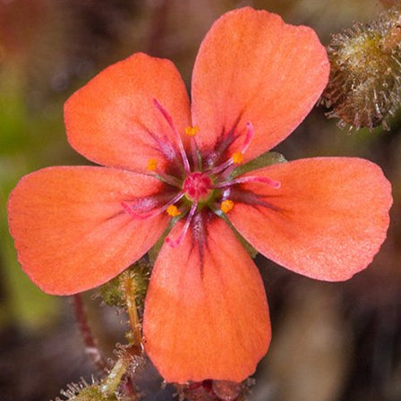 Drosera pulchella Red Flower (Pretty Sundew) 1