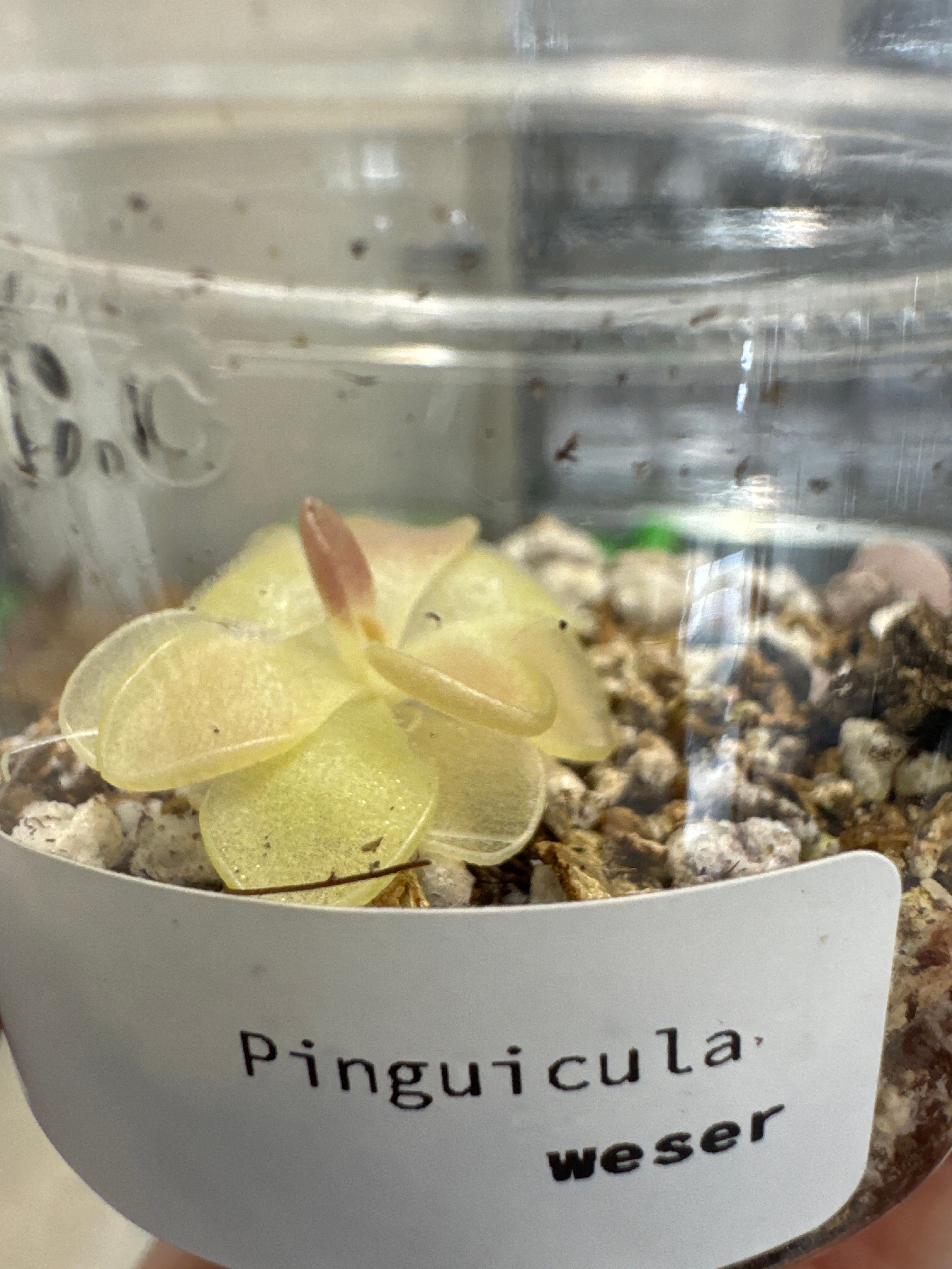 Pinguicula 'Weser' – Mexican Butterwort – 1 Plant in Grow Cup