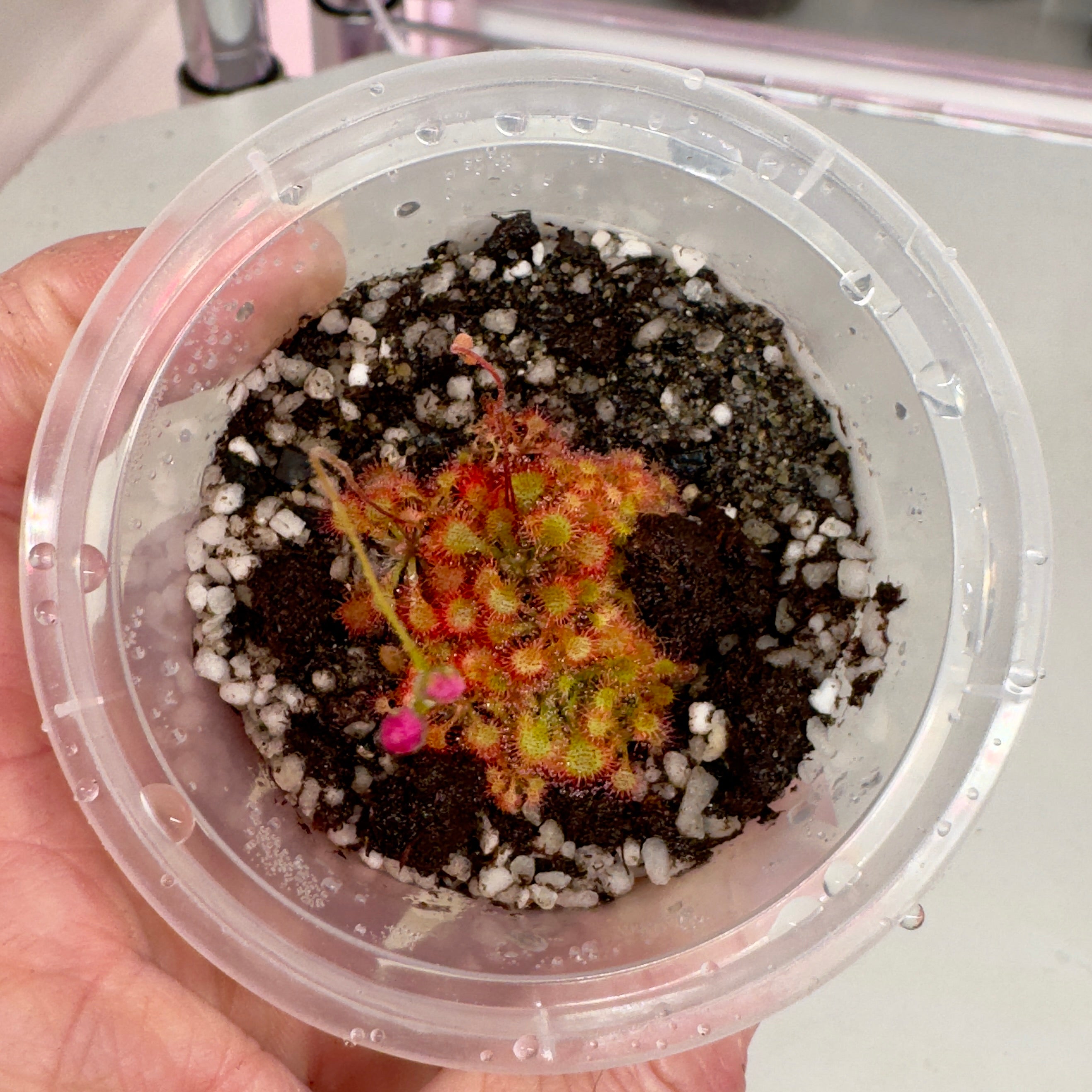 Drosera Communis – 1-3 Plants in Grow Cup
