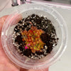 Drosera Communis – 1-3 Plants in Grow Cup