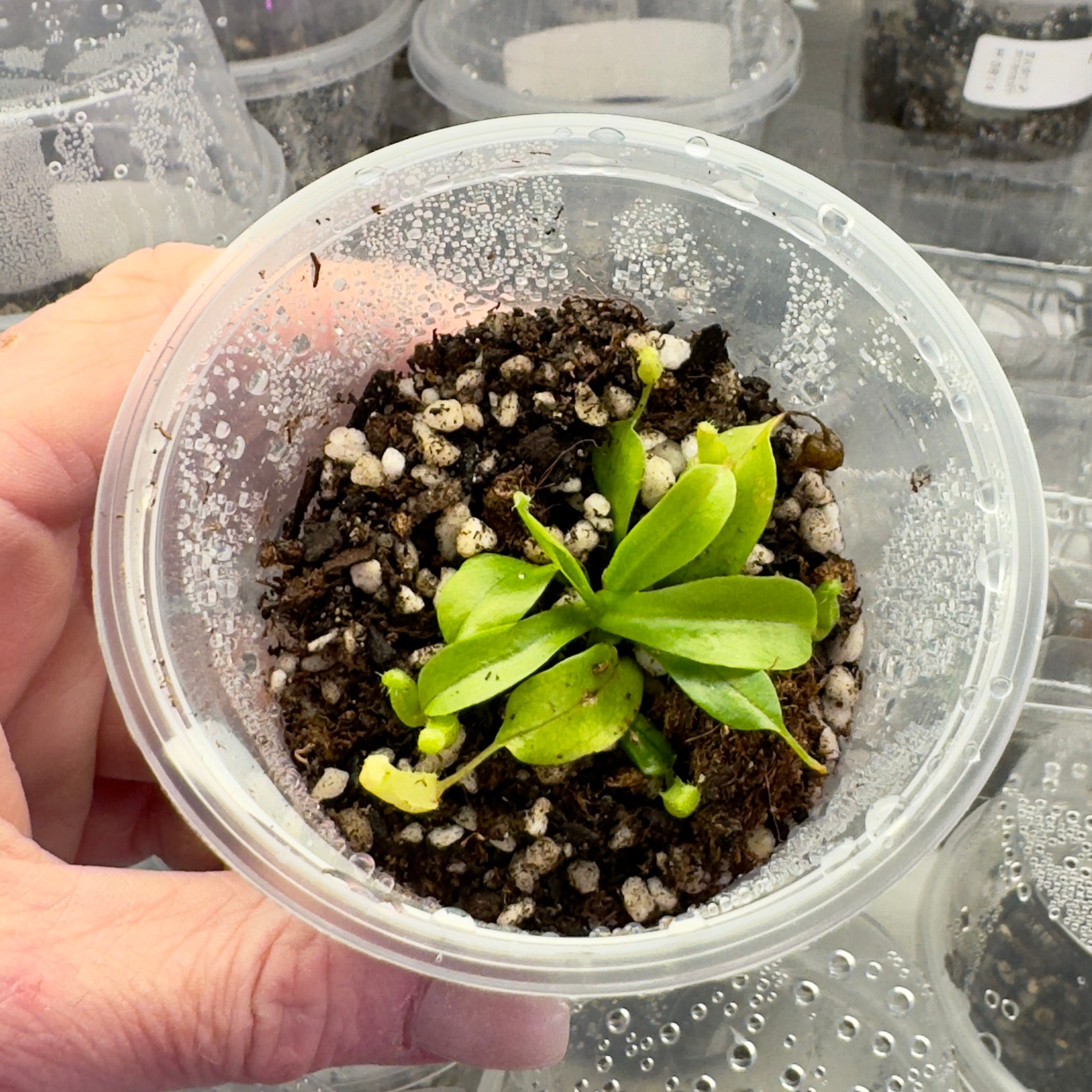 Nepenthes burkei [Highland Mindoro] - Tropical Pitcher Plants - 1 Plant in Grow Cup