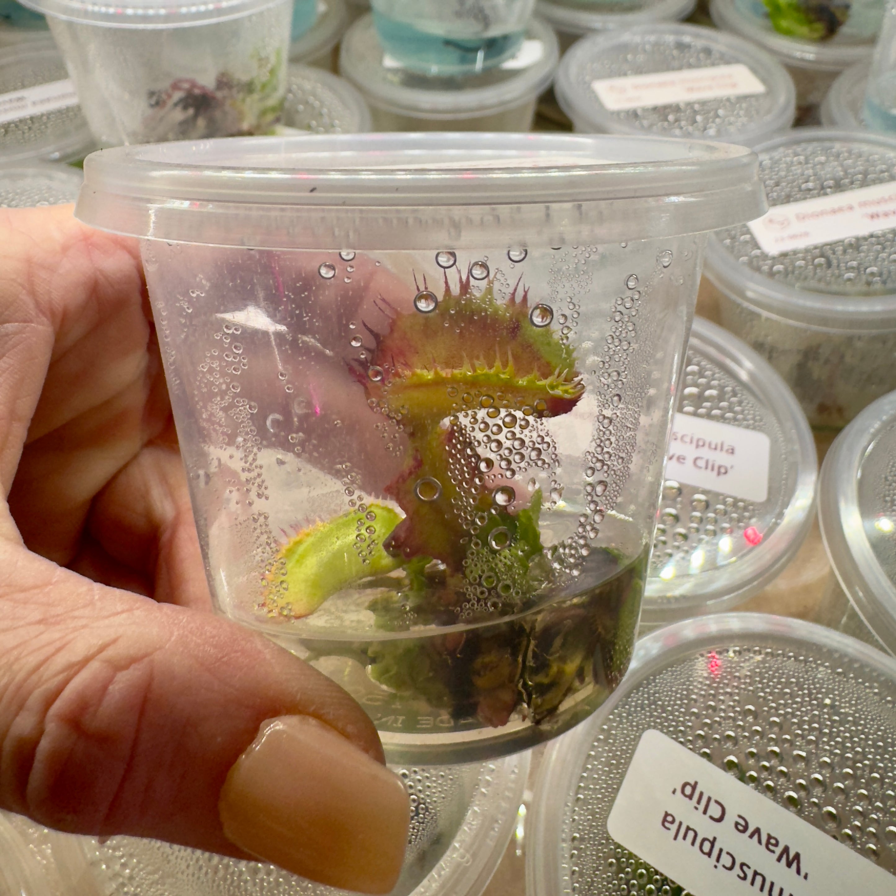Dionaea muscipula 'Wave Clip' (Venus Flytrap)- 1+ Plants in Tissue Culture Cup
