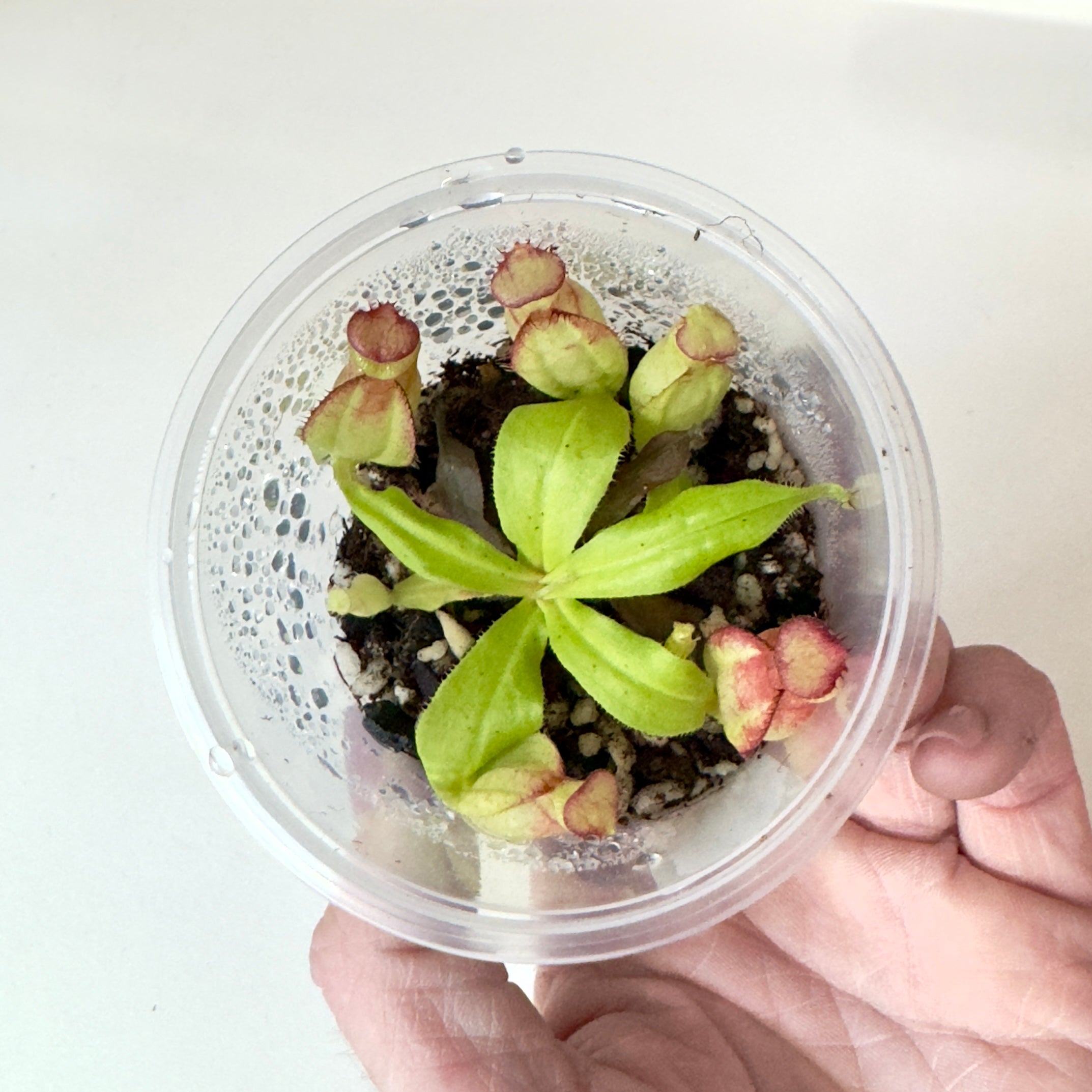 Nepenthes rowaniae  - Queensland Pitcher Plant - 1 Small Plant in Grow Cup