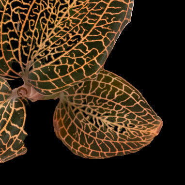 Rose Gold siamensis Small potted plant with intricate leaf patterns on a light background