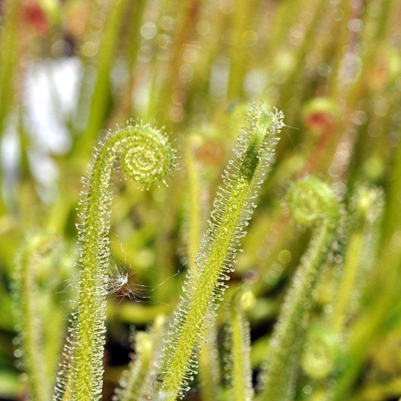 Drosera filiformis var. tracyi 'Thread-leaf Sundew' 