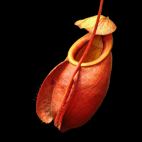 Nepenthes viking plant with red pitcher-like structures on a blurred background