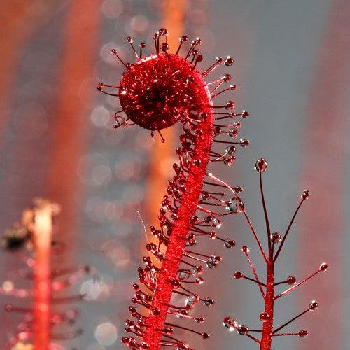 Drosera filiformis var. tracyi 'Red' (Red Thread-leaf Sundew)