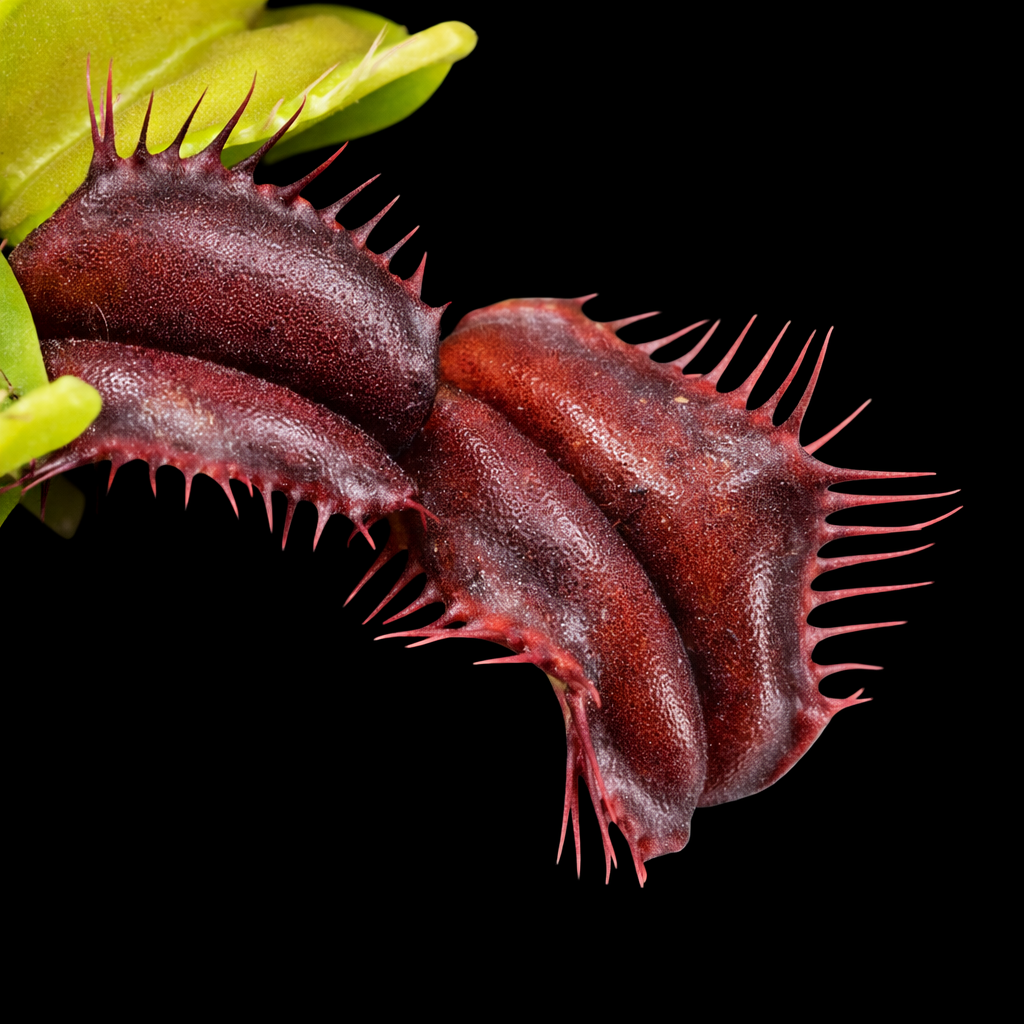 Drosera Venus Fly Trap Quasimodo