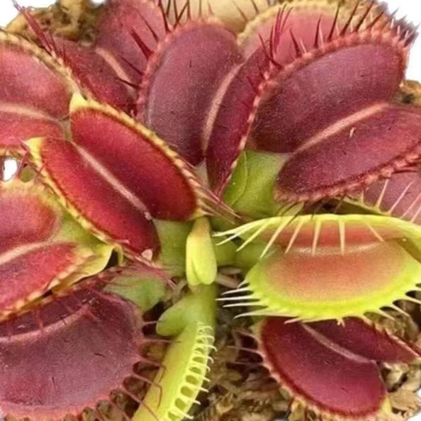 Dionaea muscipula 'Big Mouth' (Venus Fly Trap) – 1 Plant in Grow Cup