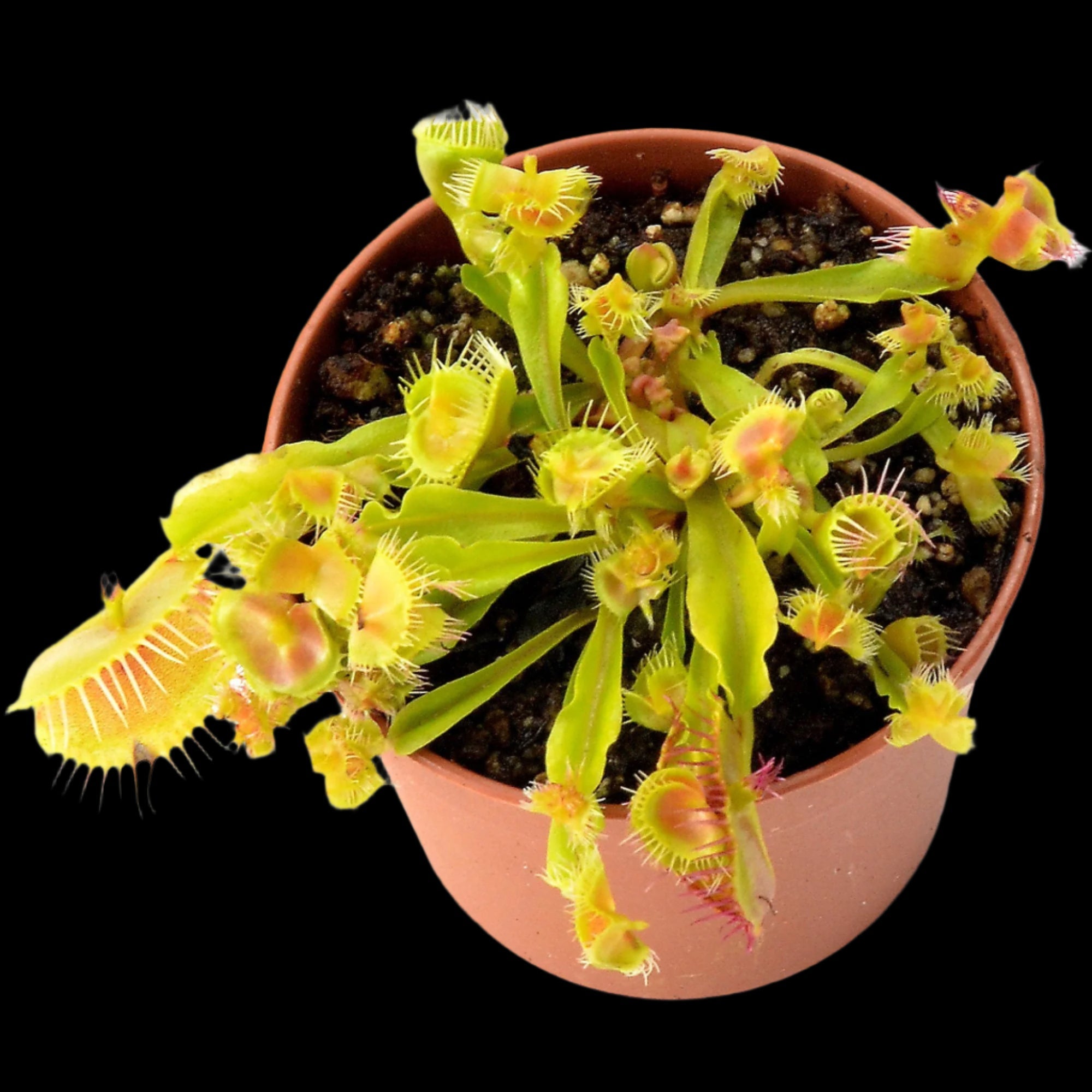 Dionaea muscipula 'Autokrator'