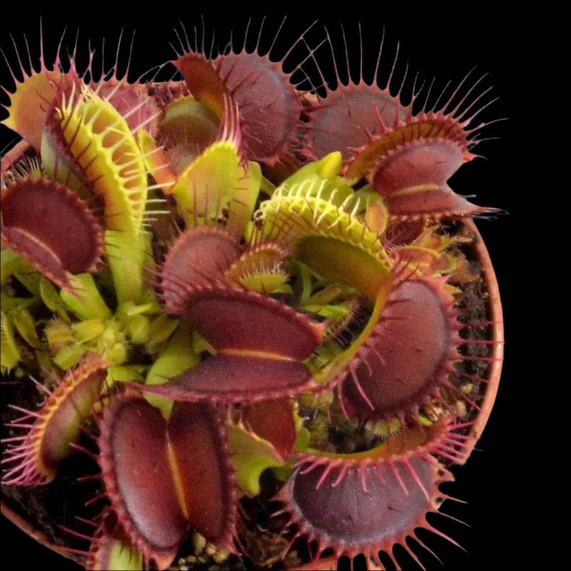 B52 Dionaea Venus flytrap plant in a pot on a white background