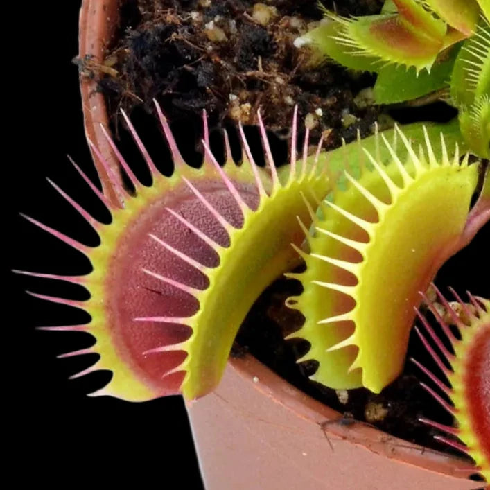 Dionaea muscipula 'Black Star' (Venus Flytrap)