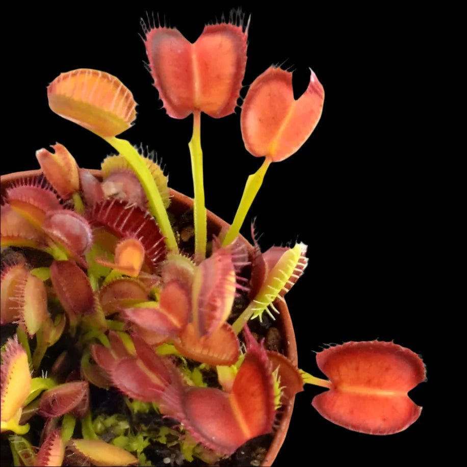 Dionaea muscipula 'Booman's Mutant’