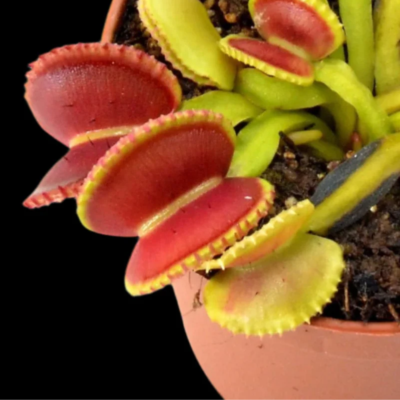 Dionaea muscipula 'Coquillage’
