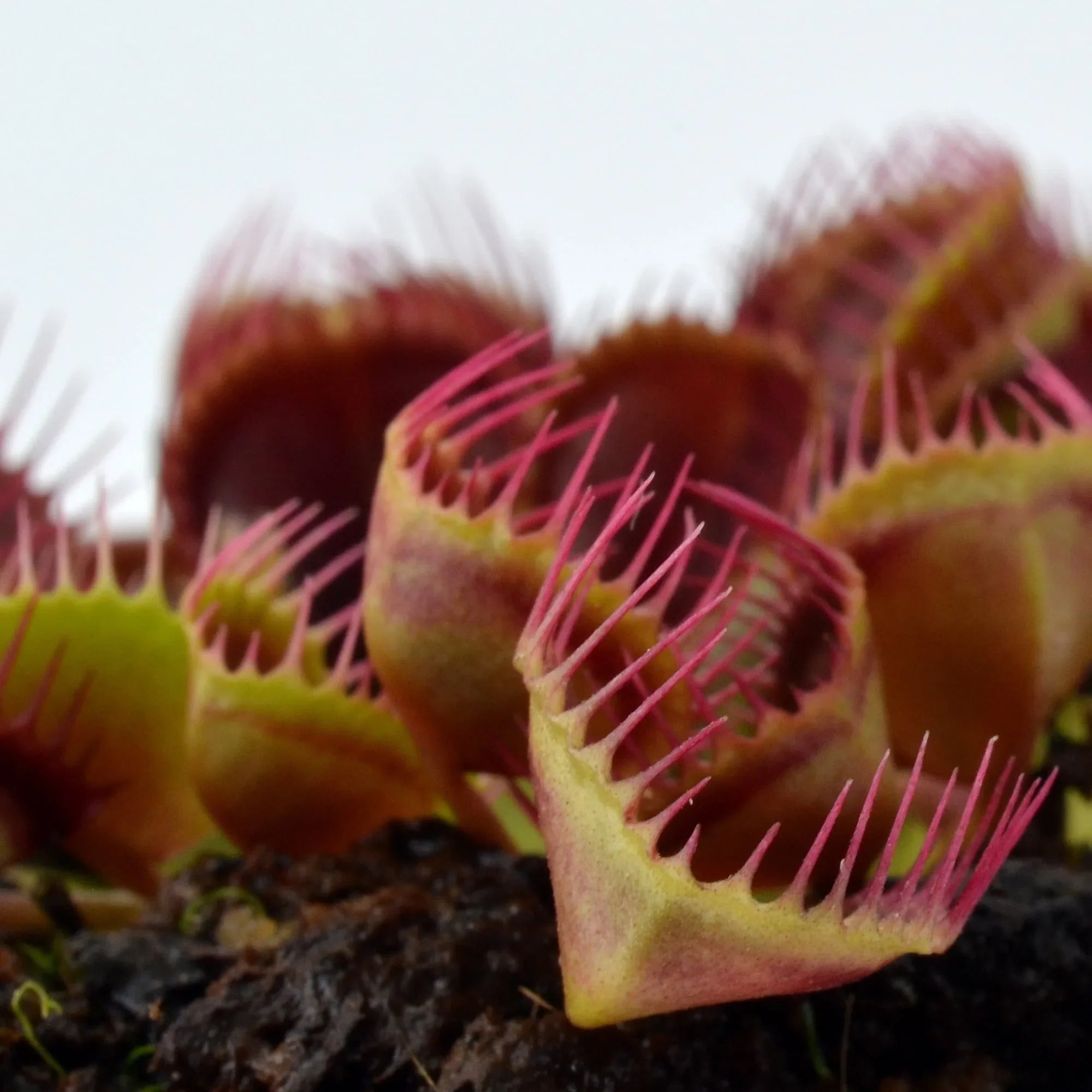 Dionaea muscipula 'Cupped Traps’