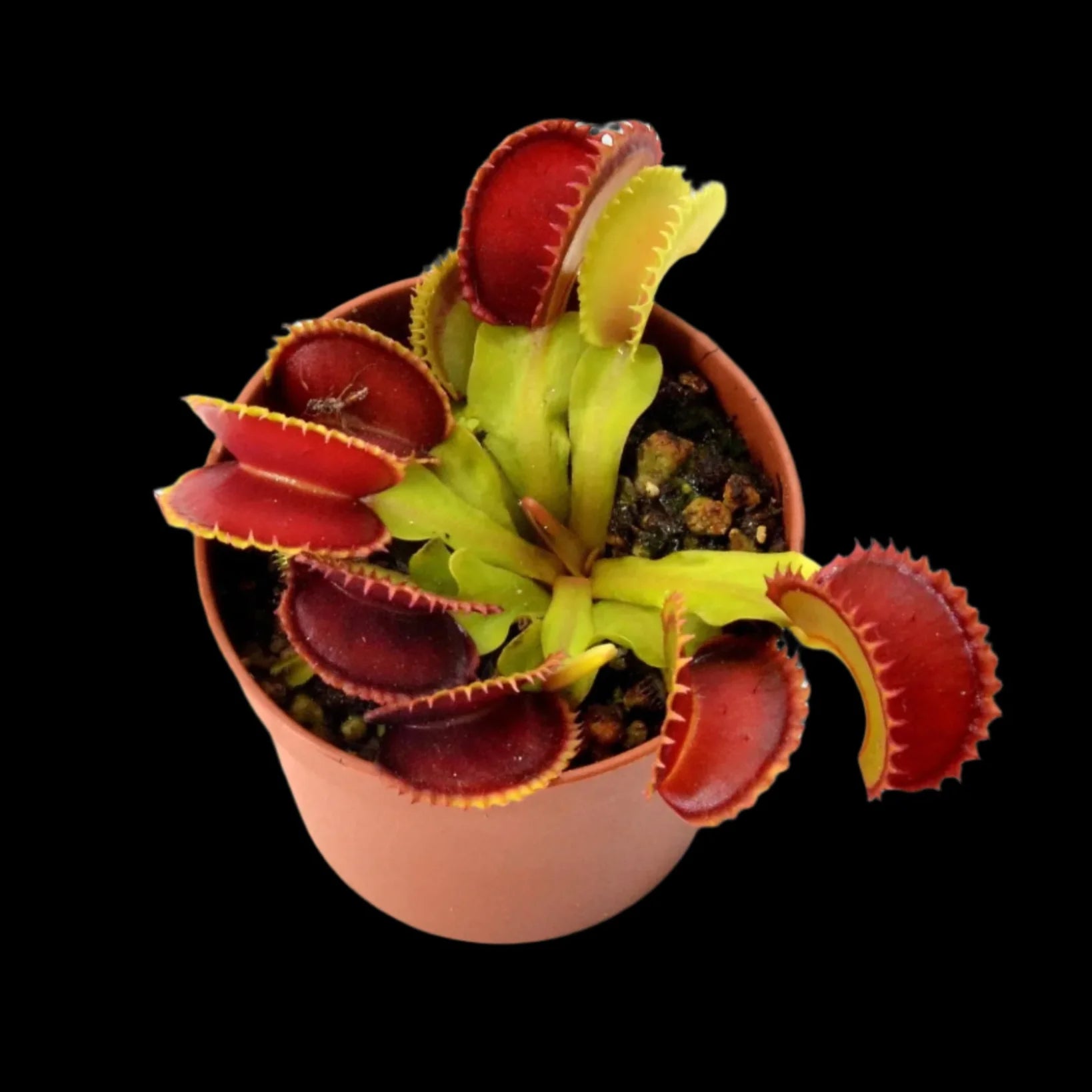 Dionaea muscipula 'Dracula'