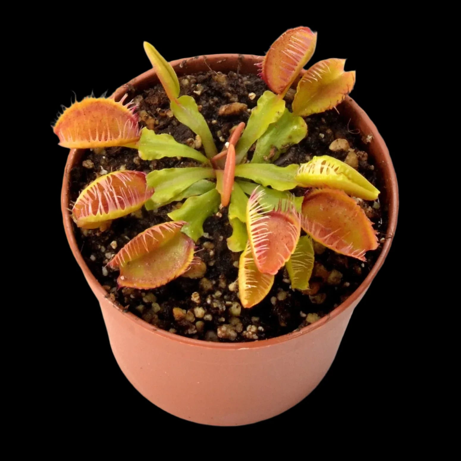 Dionaea muscipula 'Fiamma'