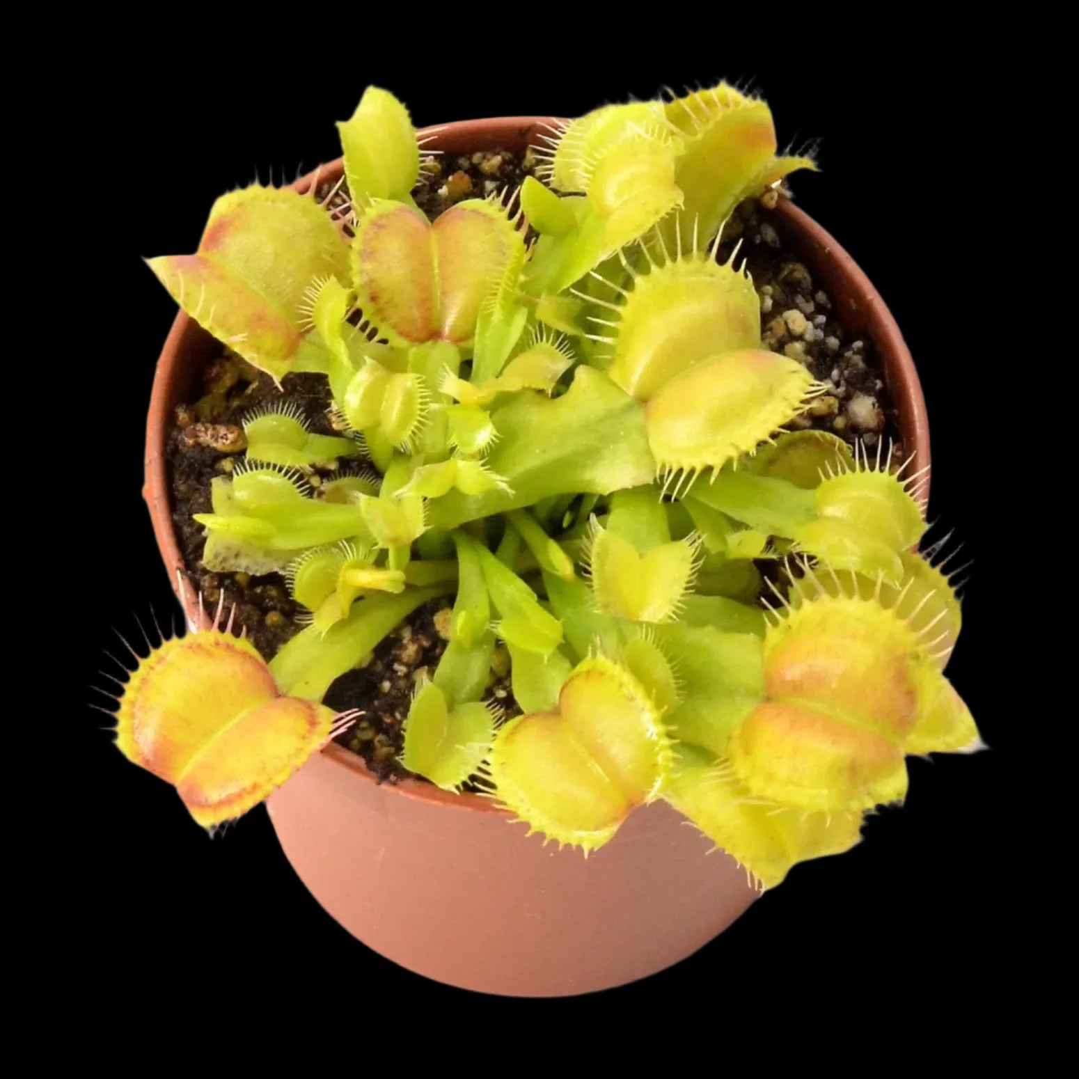 Dionaea muscipula 'Galaxy'