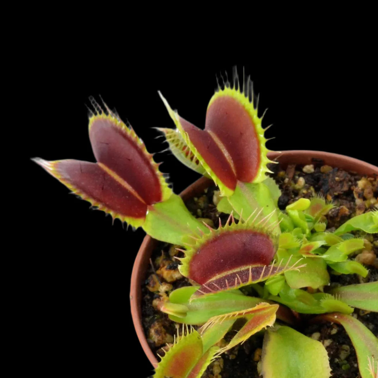 Dionaea muscipula 'Big Mouth’