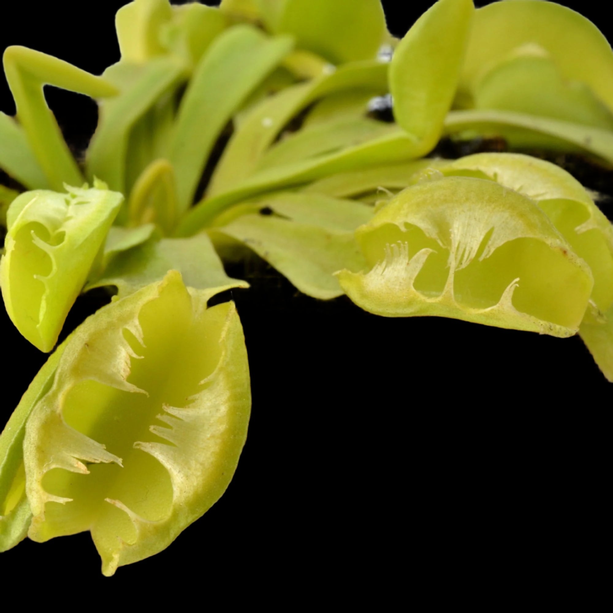Green Dog Venus Flytrap Tissue Culture Close-up of bright green leaves on a black background