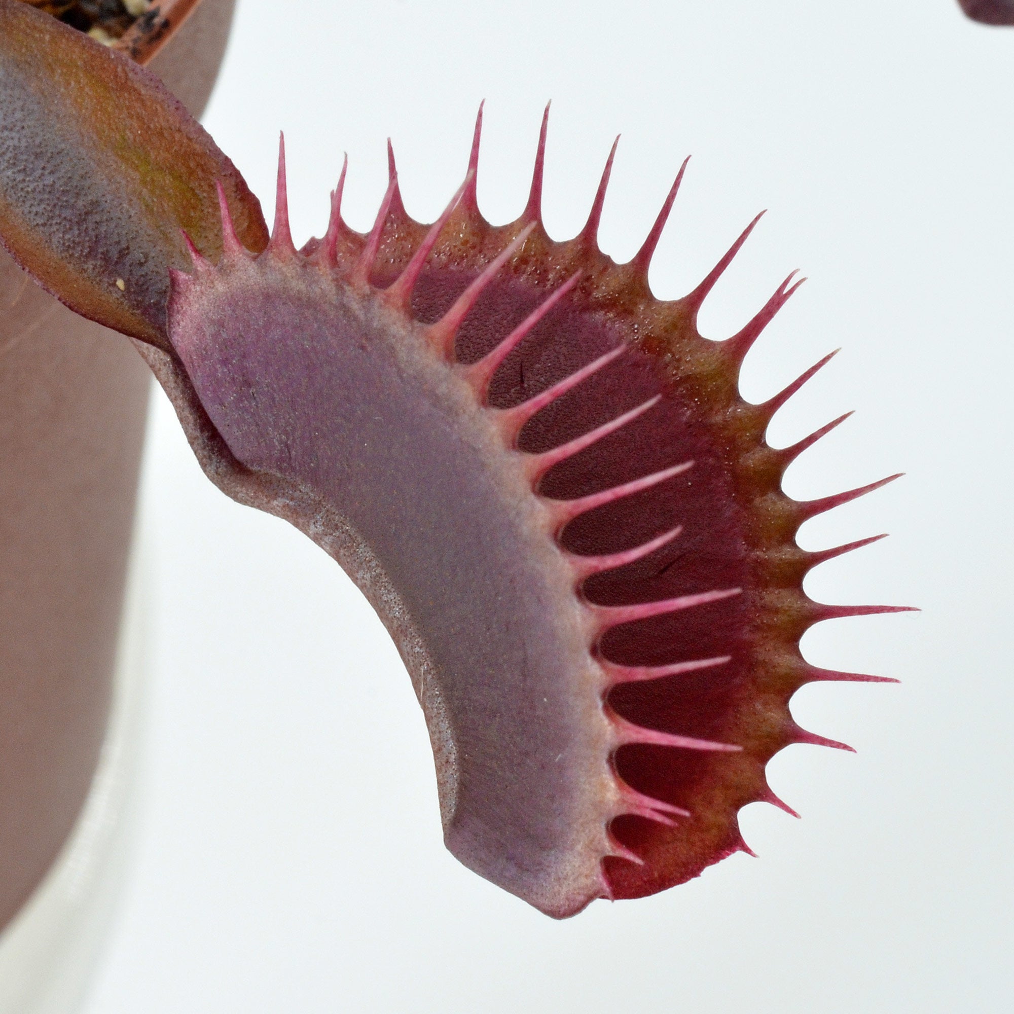 Dionaea muscipula 'FTS Maroon Monster' (Venus Fly Trap) – 1 Plant in Grow Cup