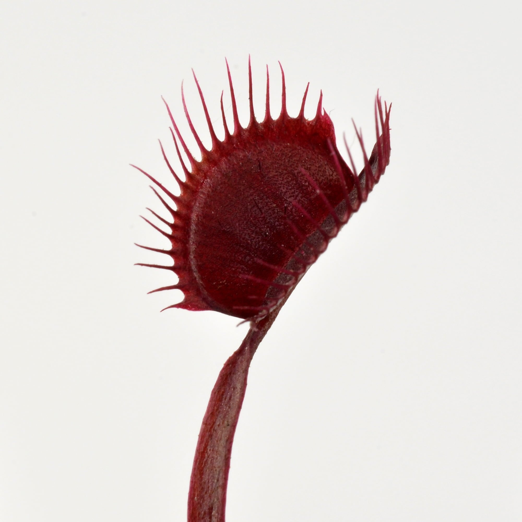 Dionaea muscipula 'Royal Red' (Venus Fly Trap)