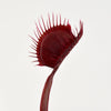 Dionaea muscipula 'Royal Red' - Venus Fly Trap - 1 Plant in Small Cup