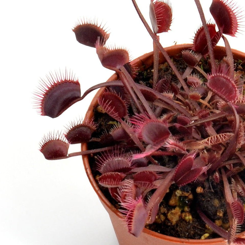 Dionaea muscipula 'Royal Red' (Venus Fly Trap)