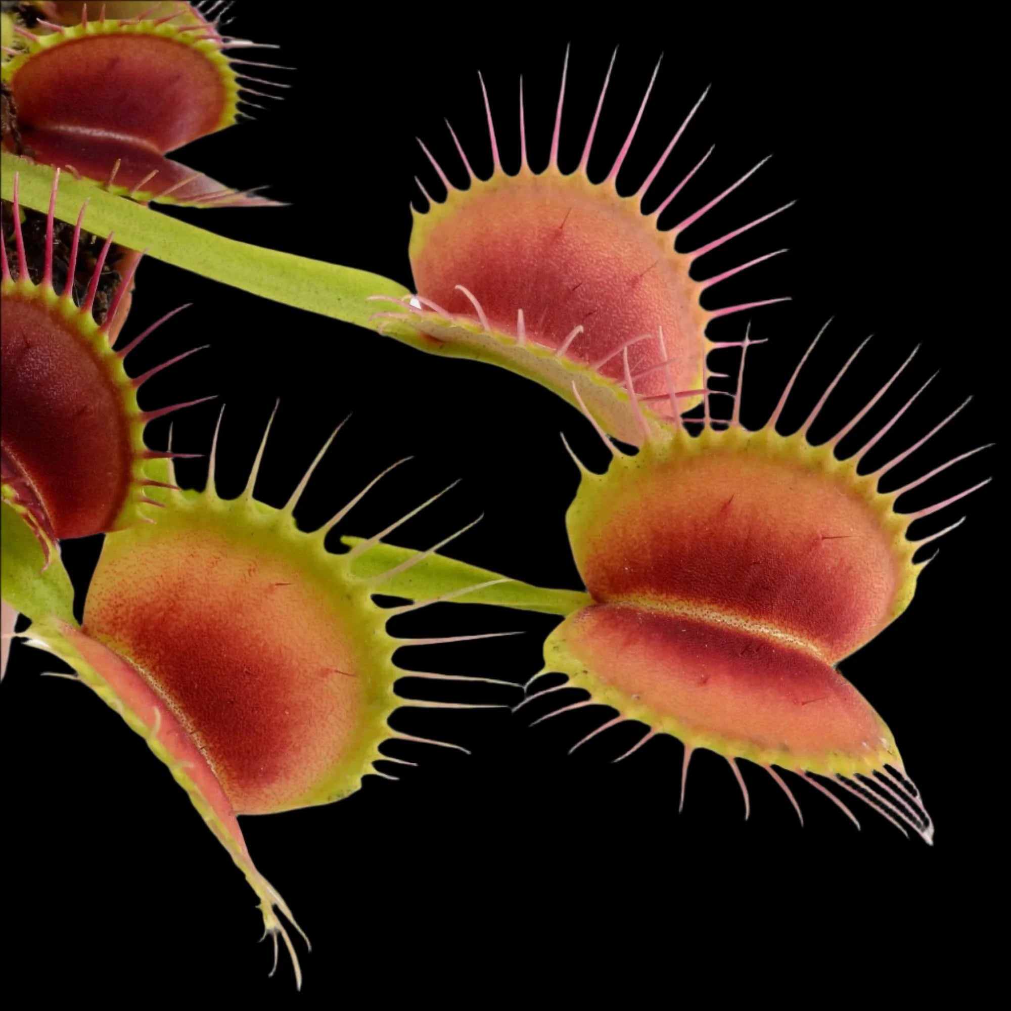 FTS Towering Giant Dionaea Close-up of Venus flytrap leaves with a white background