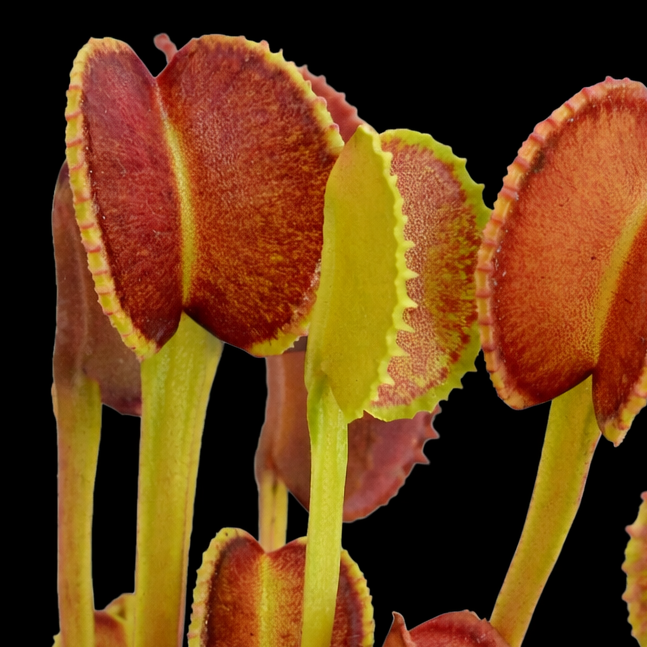 Close-up of a Venus flytrap plant with open traps on a black background