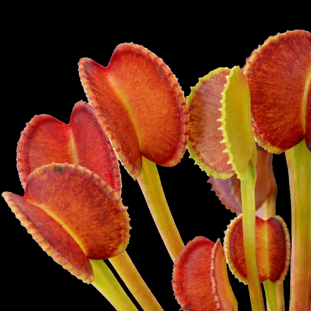 Close-up of red and green pitcher plants on a black background