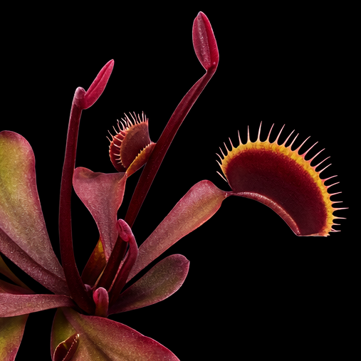 Venus flytrap plant with open traps on a black background