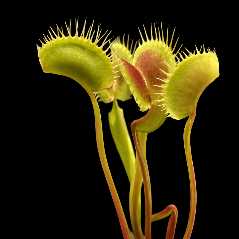 Venus flytrap with open traps on a black background