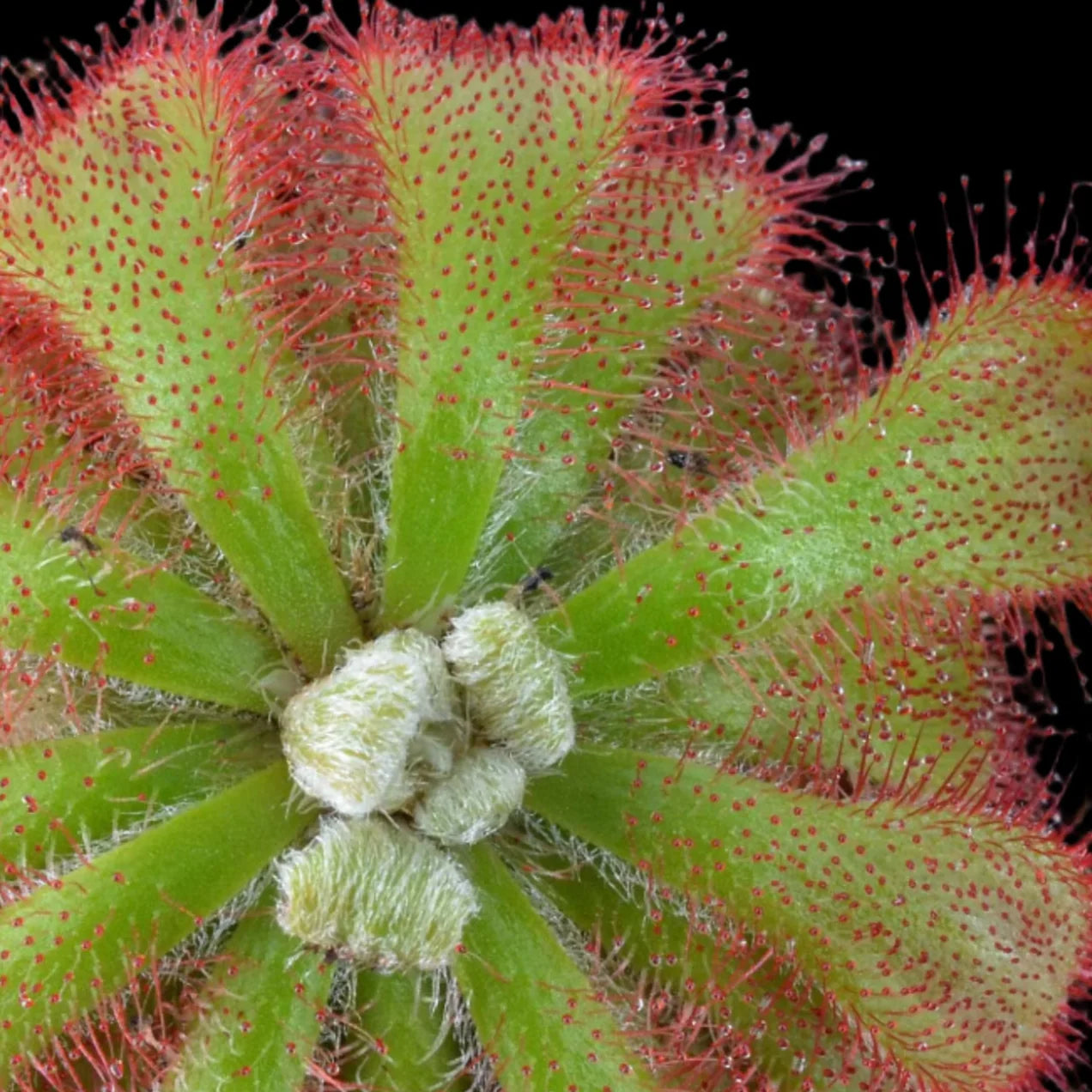 Drosera aliciae Close-up of a drosera plant with red edges and green center.