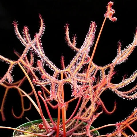 Drosera binata 'Fork-leaved Sundew' 