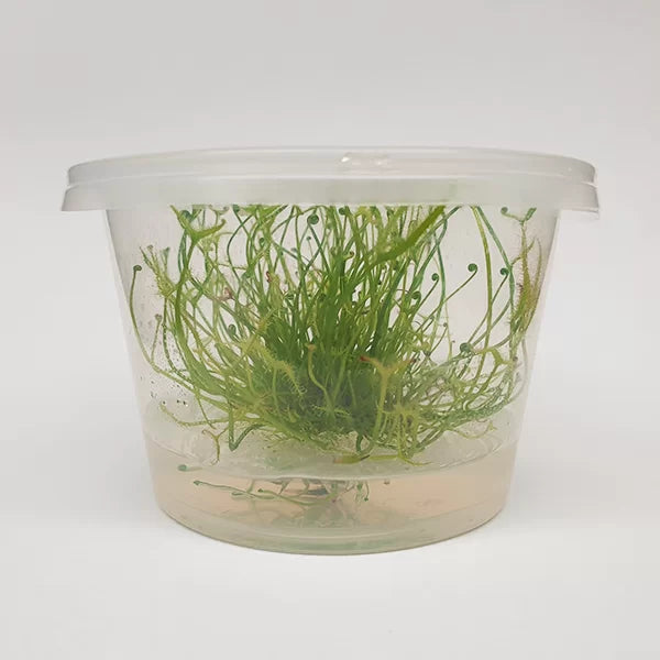 Drosera filiformis var. tracyi red 'Red Thread-leaf Sundew' - Tissue Culture Cup