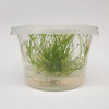 Drosera filiformis var. tracyi red 'Red Thread-leaf Sundew' - Tissue Culture Cup