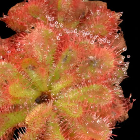 Drosera sundew dielsiana Small potted plant with red and green leaves on a white background