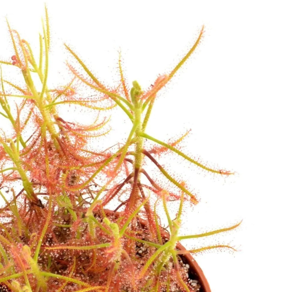 Indian Sundew Drosera IndicaPotted plant with red and green leaves on a white background