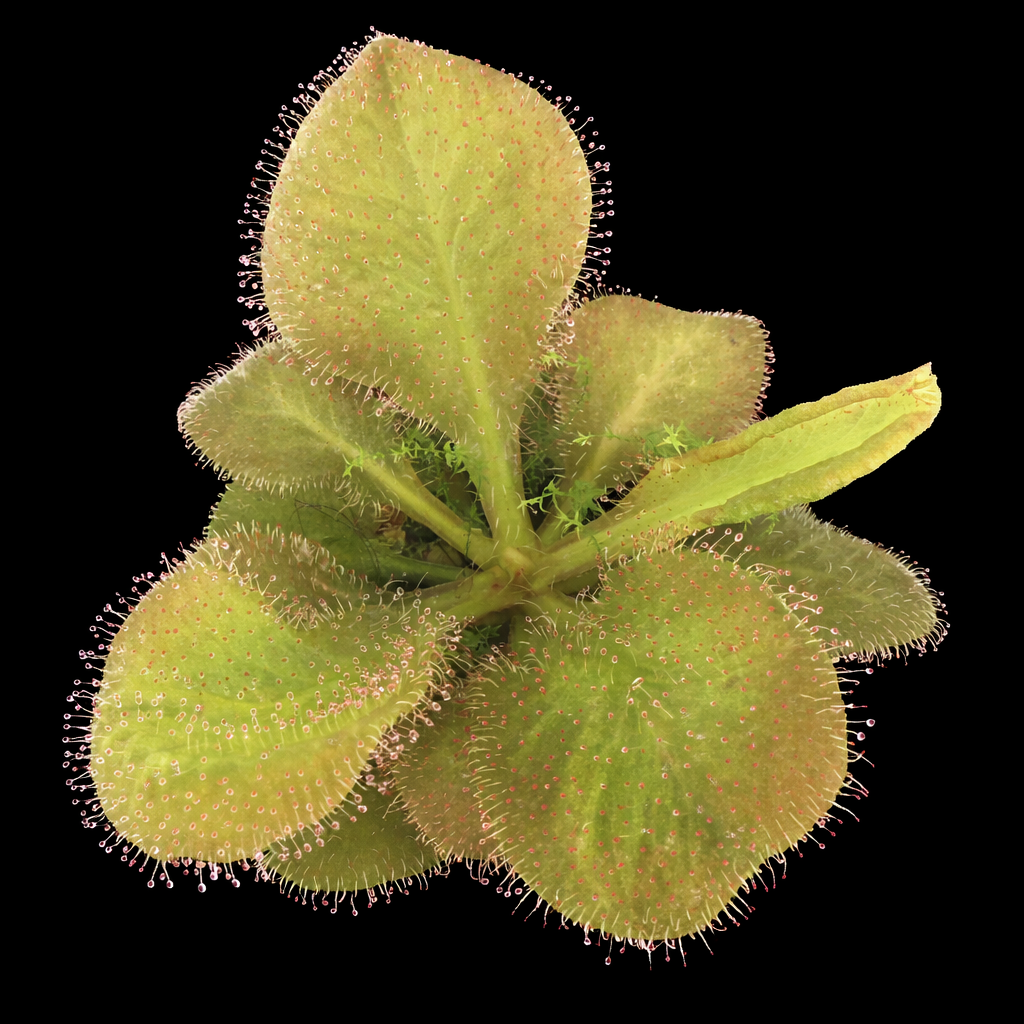 Close-up of a Venus flytrap on a black background Drosera Andromeda Sundew