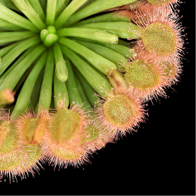 Drosera Darwinensis Sundew Close-up of a Venus flytrap with a black background